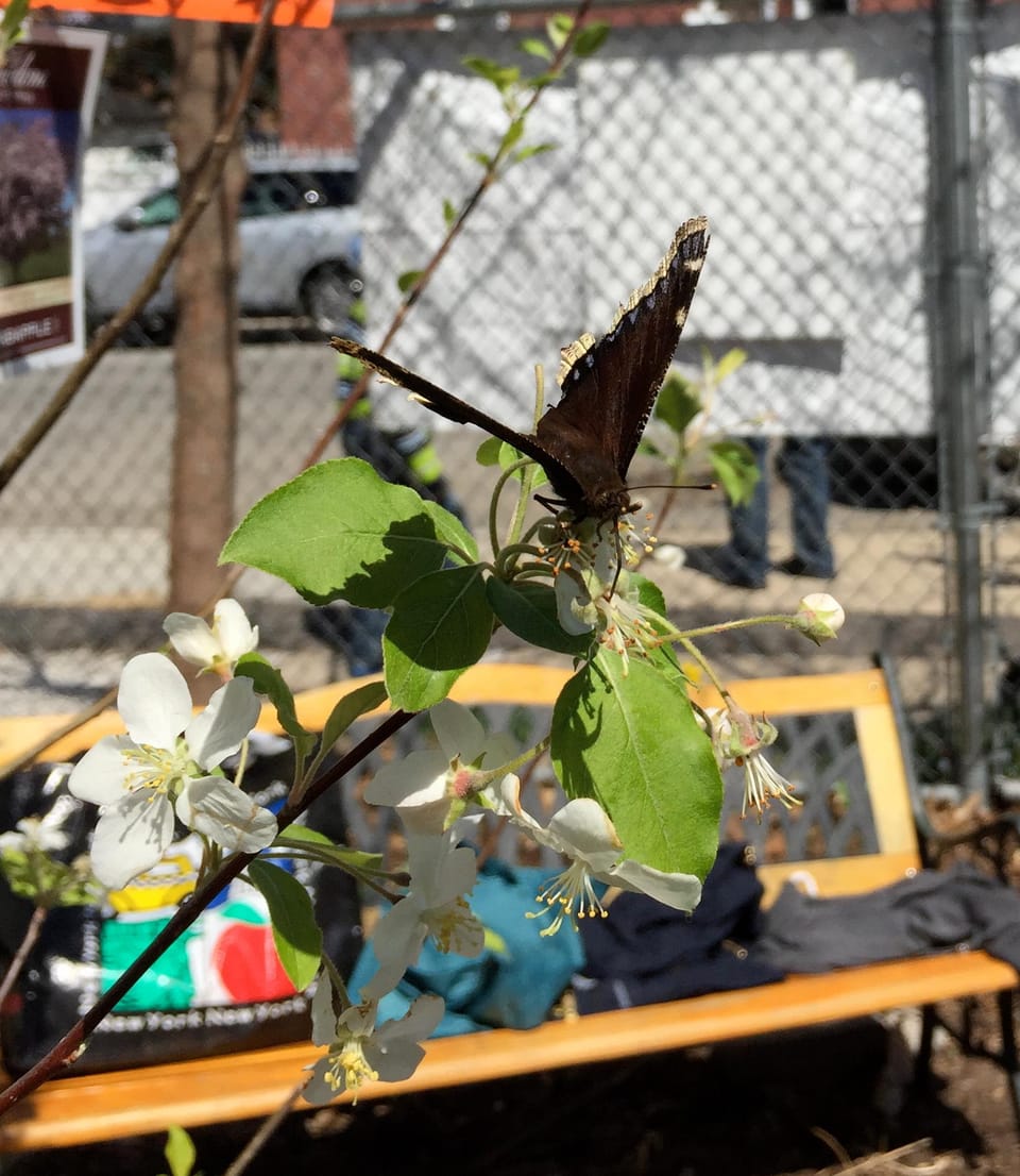 Celebrate Spring With Compost For Brooklyn’s Plant Sale, Free Tours & More