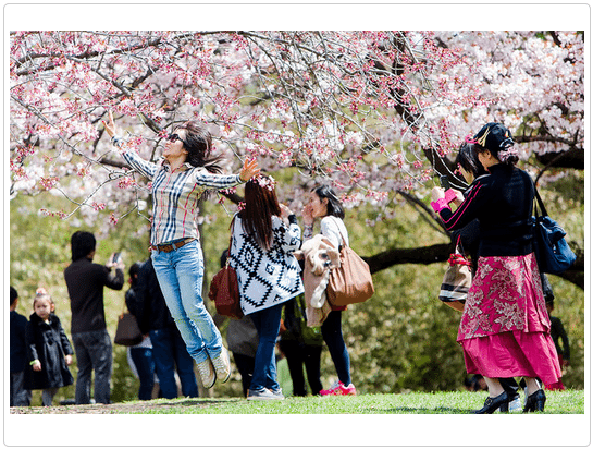 Don’t Forget: Brooklyn’s Sakura Matsui Cherry Blossom Festival Is This Weekend