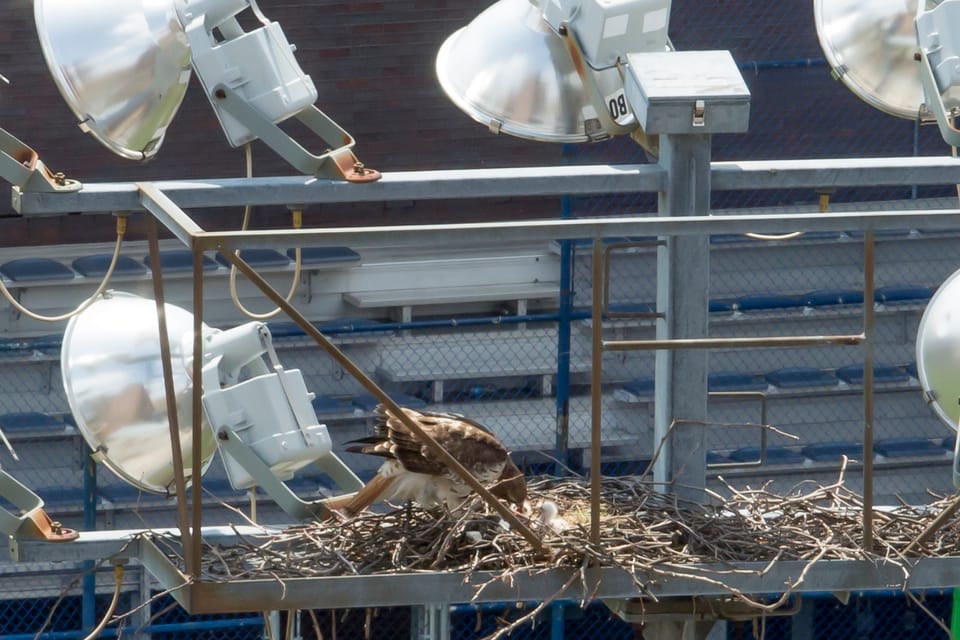 Stork’s Special Delivery: Two Hawk Chicks Born High Above Fort Greene