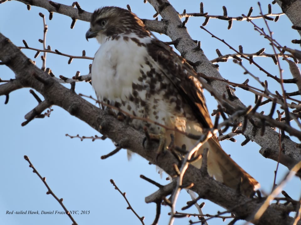 Five Places In Southern Brooklyn To See Exotic Wildlife [Photos]