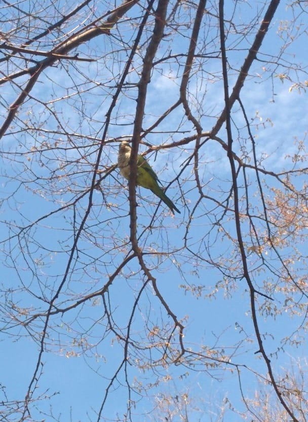 Parrot Sighting On Glenwood Road