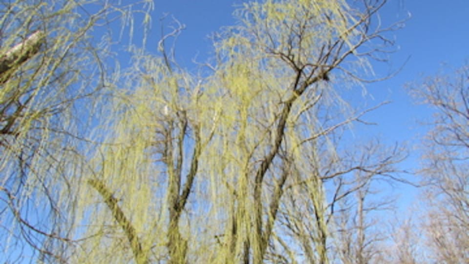 Photo Of The Day: Weeping Willows