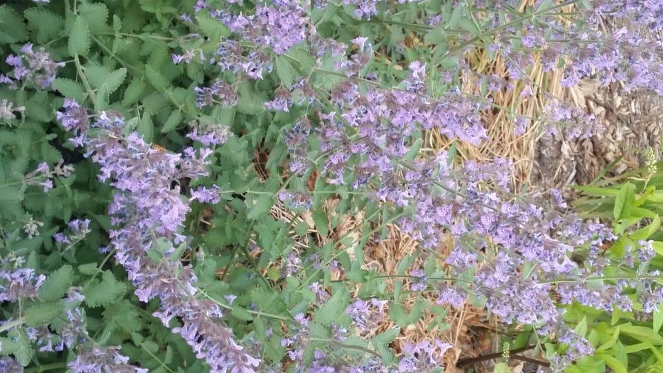 Photo Finish: Flowers In The Wind