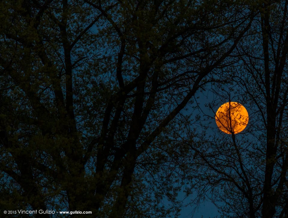 Photo Of The Day: Tropicana Moon