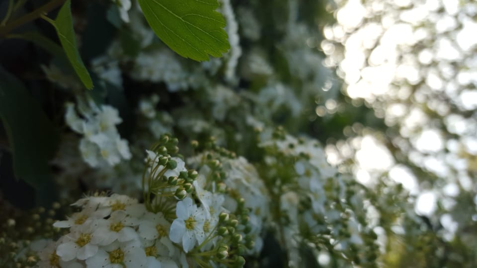 Albemarle Blooms