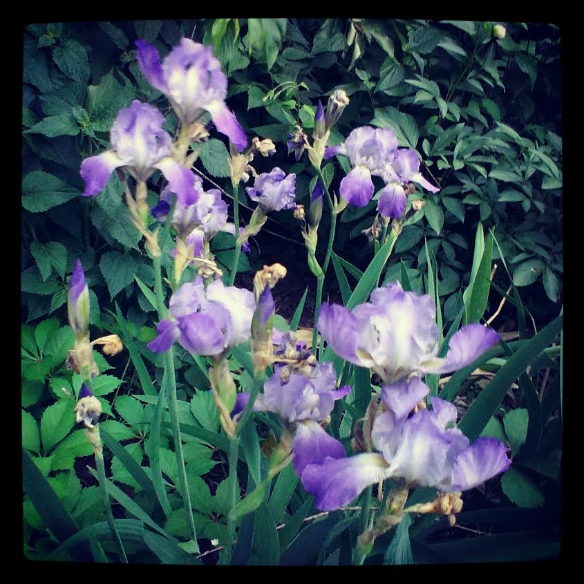 Morning Mug: “Where Flowers Bloom So Does Hope.” —  Lady Bird Johnson