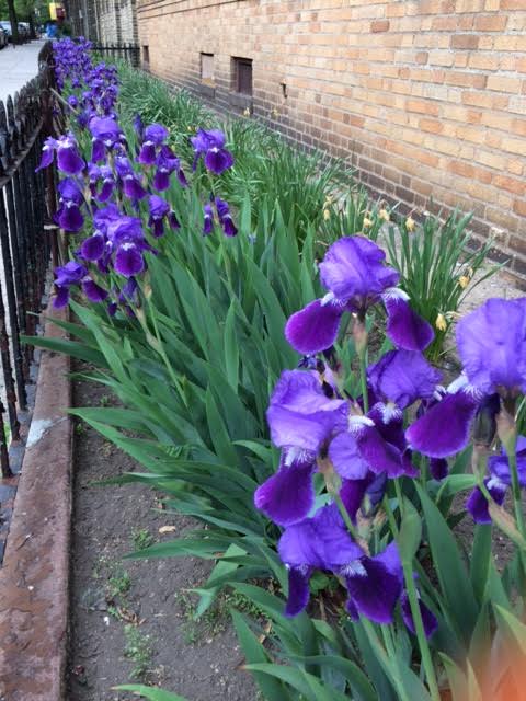 Morning Mug: “Thou Art The Iris, Fair Among The Fairest” — Henry Wadsworth Longfellow