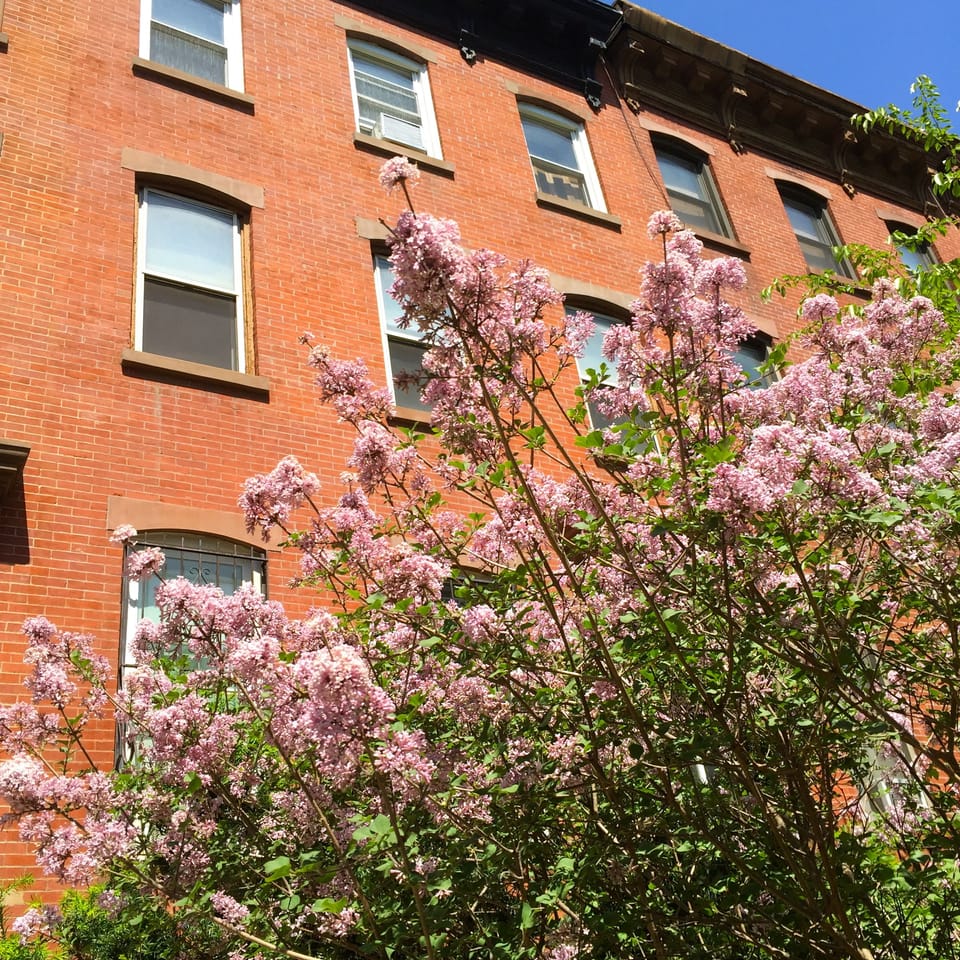 Photo Of The Day: Last Of The Lilacs