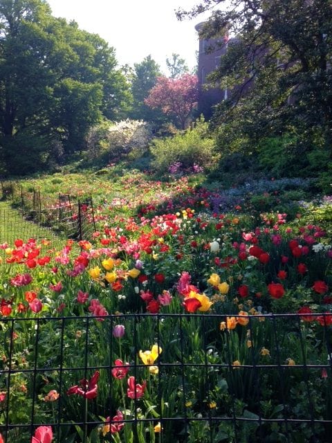 Photo Of The Day: Tulip Heaven