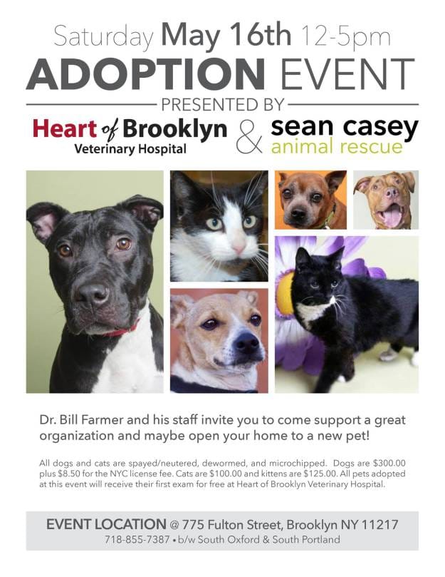 Saturday: Adopt A Rescue Pet From Sean Casey And Heart Of Brooklyn