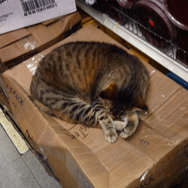 Photo Of The Day: Sleeping On The Job