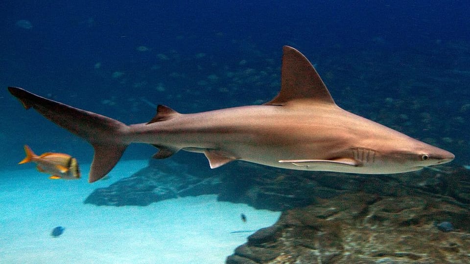 Shark Killed In Truck Accident On Way To Coney Island Aquarium