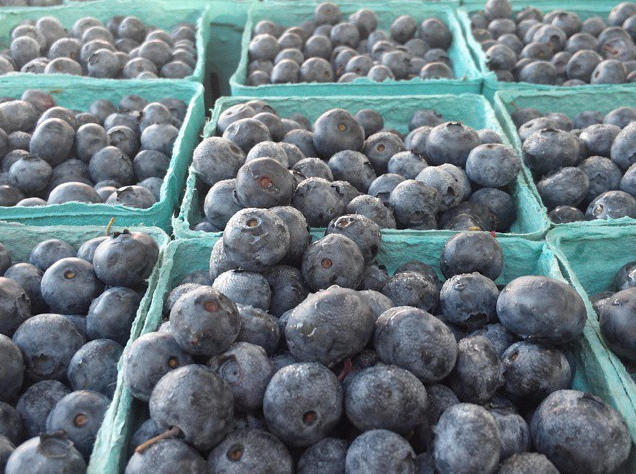 Photo Of The Day: Blueberries Have Arrived