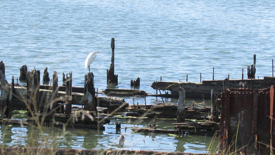 Photo Of The Day: Egrets Out And About