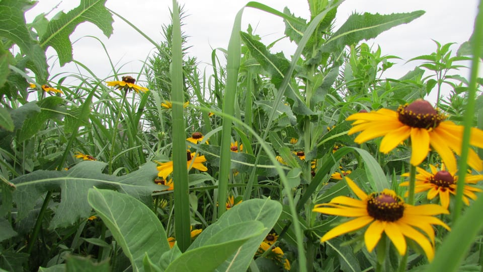 Photo Of The Day: Black-Eyed Susans