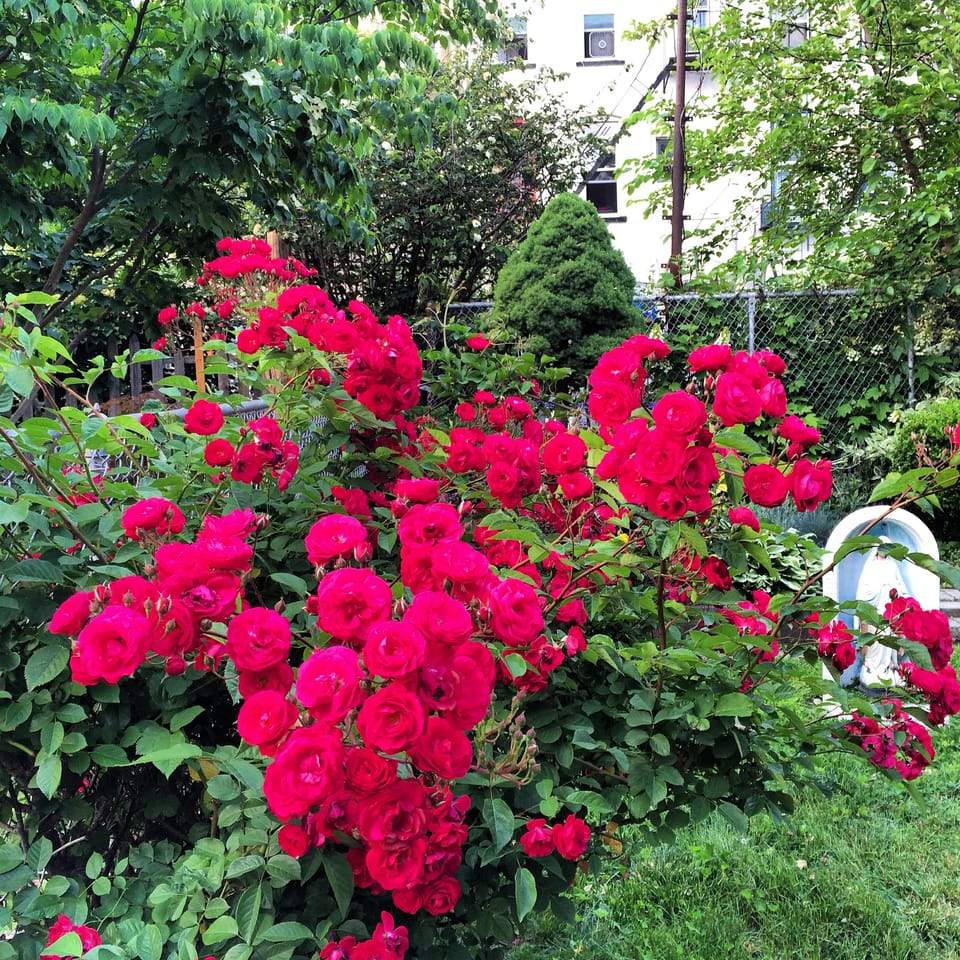 Photo Of The Day: Brooklyn Roses