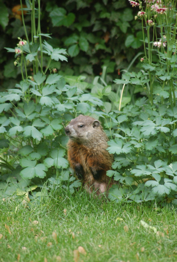 Hangin’ With A Woodchuck