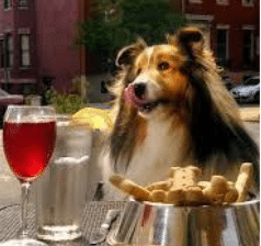 Passage Of Dining With Dogs Bill Means Outdoor Cafes Can Legally Welcome Furry Friends