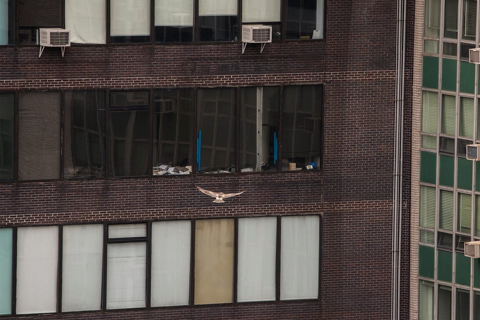 Week In Review: NYCHA Downsizing 101, Baby Hawk Takes Flight, And Housing Protests Lead To Arrests