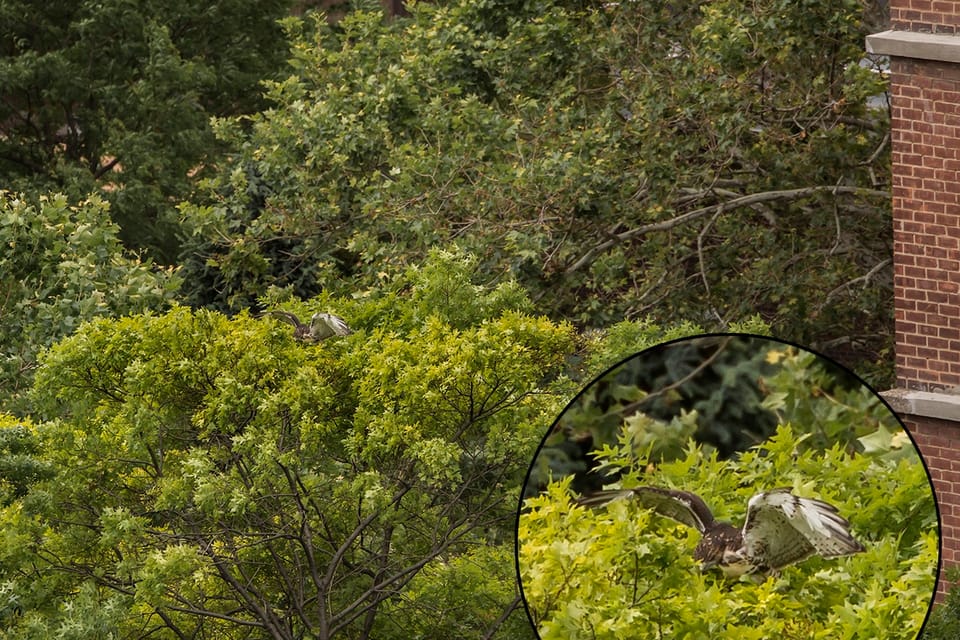 One Of LIU Brooklyn’s Three Baby Hawks Flew The Coop For The First Time