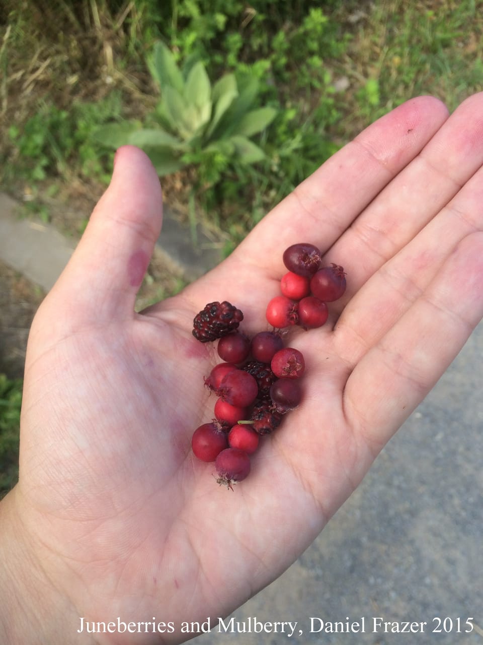 A Walk On The Wild Side: Foraging For Edible Berries In Southern Brooklyn