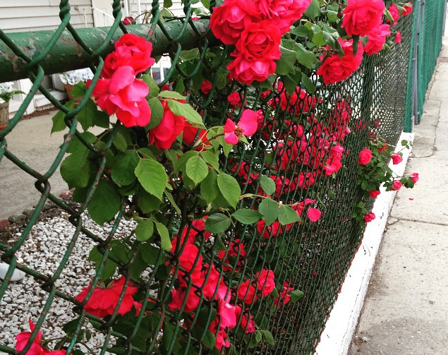 Photo Of The Day: A Neighborhood In Bloom