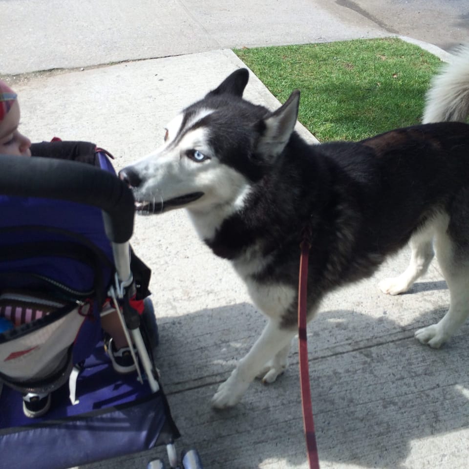 Dog Found On E. 18th Street & Ditmas Avenue