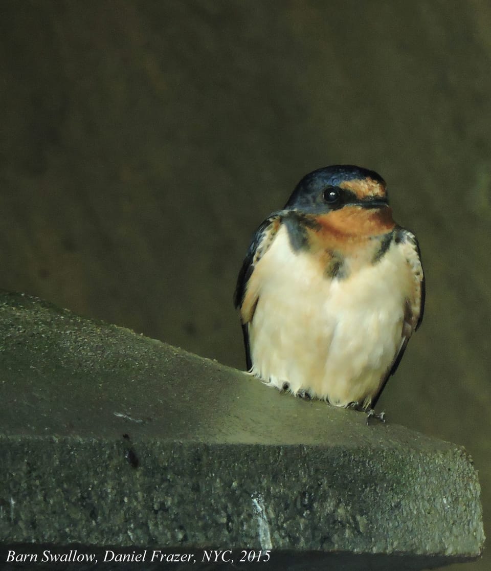 Meet Your Avian Neighbors: Swallows, The Most Fabled Fliers Of Brooklyn