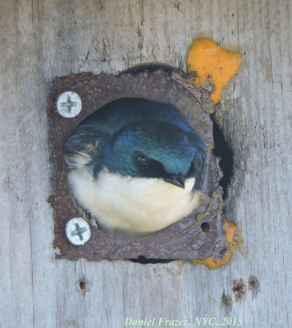 Meet Your Avian Neighbors: Swallows, The Most Fabled Fliers Of Brooklyn