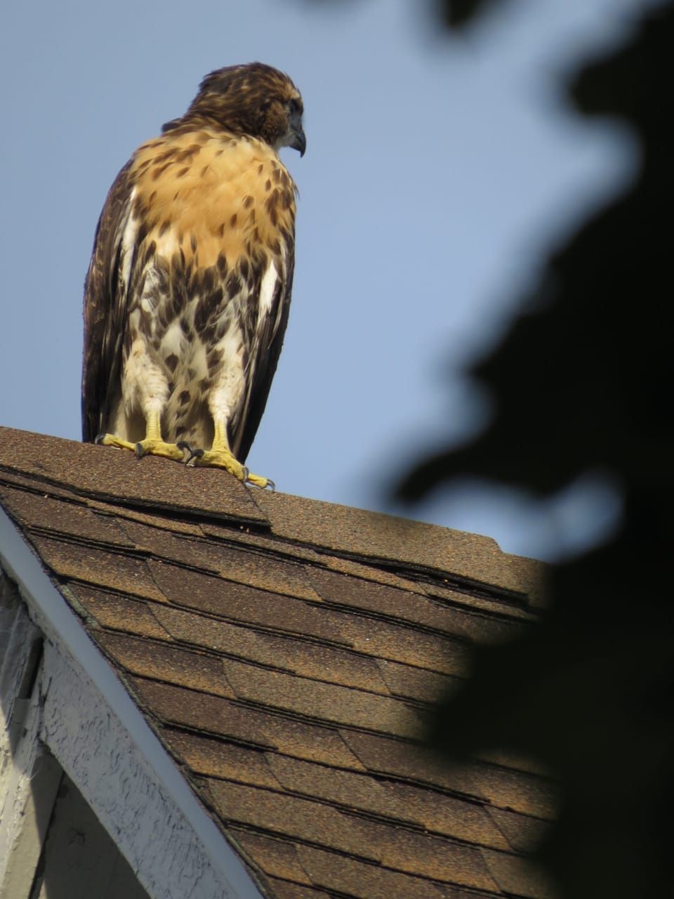 Adorable Baby Falcons Hatched And Banded Atop Two Local Bridges [Video]