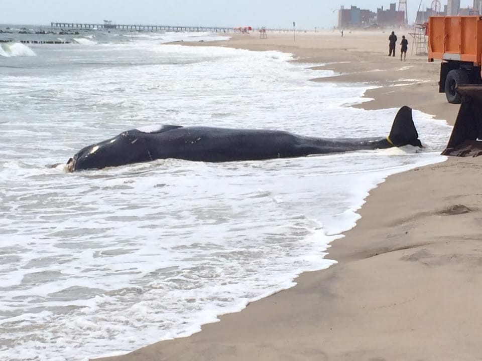 Dead Baby Humpback Whale Washes Up On Brighton Beach (Photos)