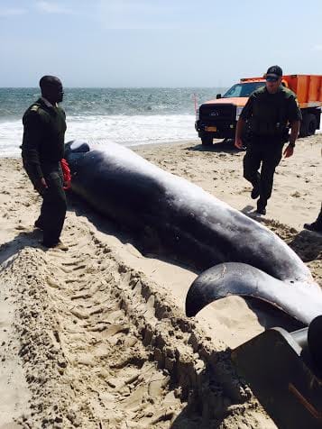 Dead Whale On Brighton Beach Most Likely Struck By Ship, Experts Say