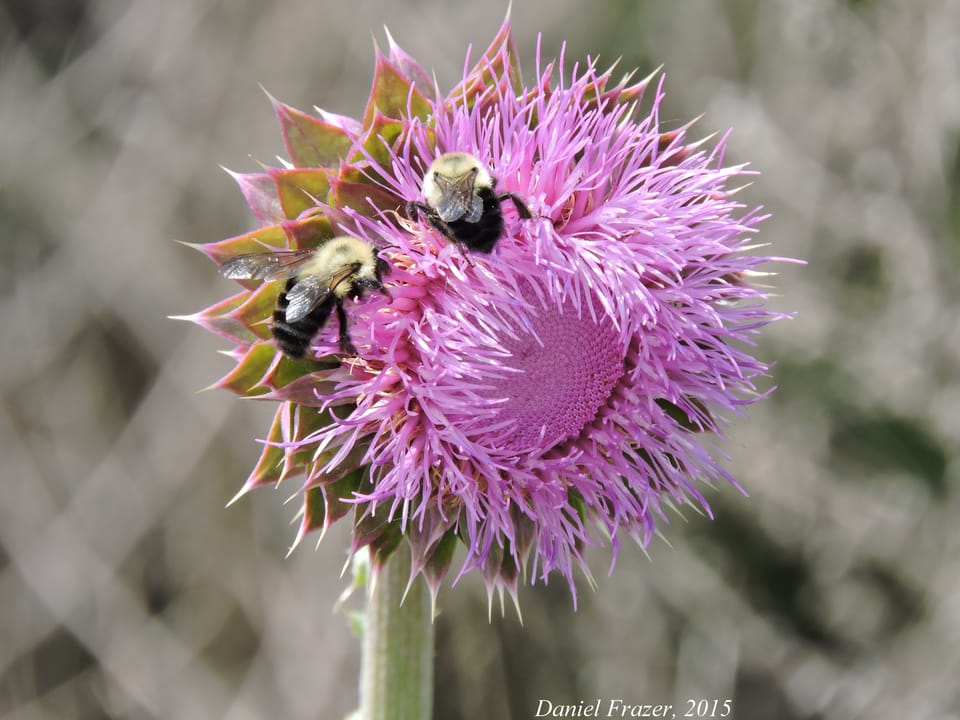 Photo Of The Day: Busy Bees