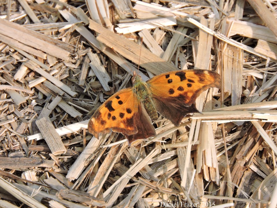 Photo Of The Day: Butterflying