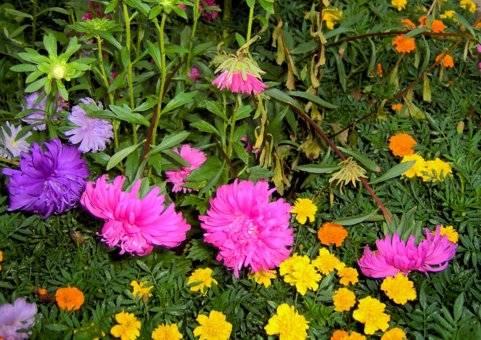 Morning Mug: “Earth Laughs In Flowers.” — Ralph Waldo Emerson