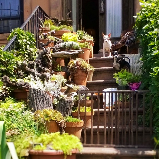 Photo Of The Day: Stoop Garden