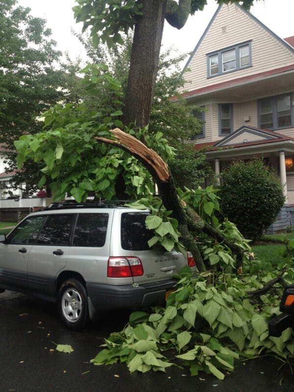 Caution: Large Tree Branch Down On Rugby Road, Between Dorchester & Ditmas