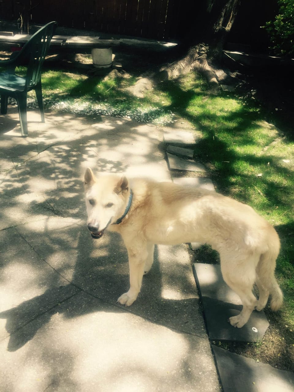 Updated: Keep An Eye Out For Duke, A Dog Who Was Last Seen On Marlborough Road