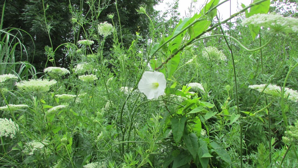 Photo Of The Day: A Field Of Lace