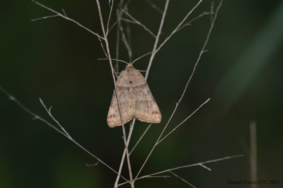 Celebrate Moths During National Moth Week