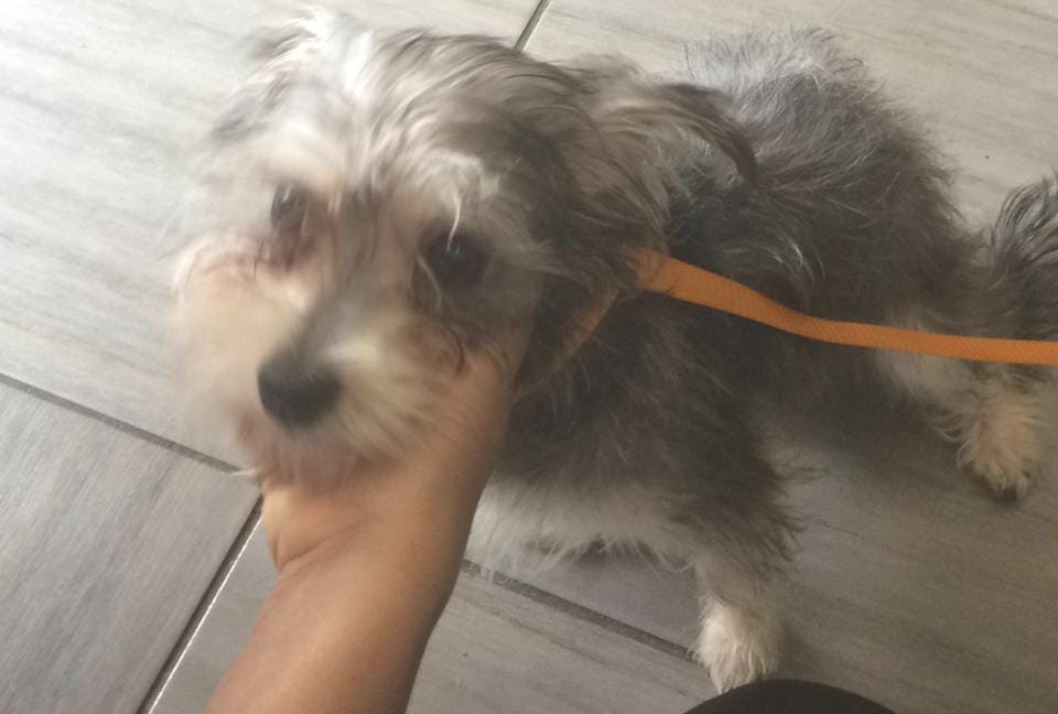 Lost Dog Found On Ocean Parkway Near Cortelyou Road