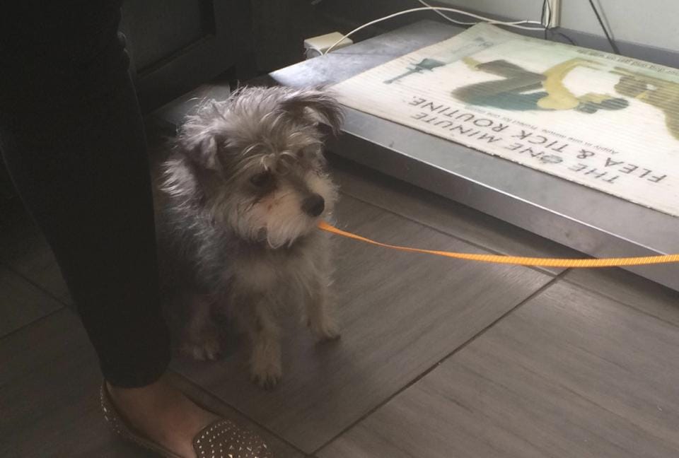 Lost Dog Found On Ocean Parkway Near Cortelyou Road