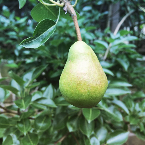 A Pear Tree Grows In Brooklyn