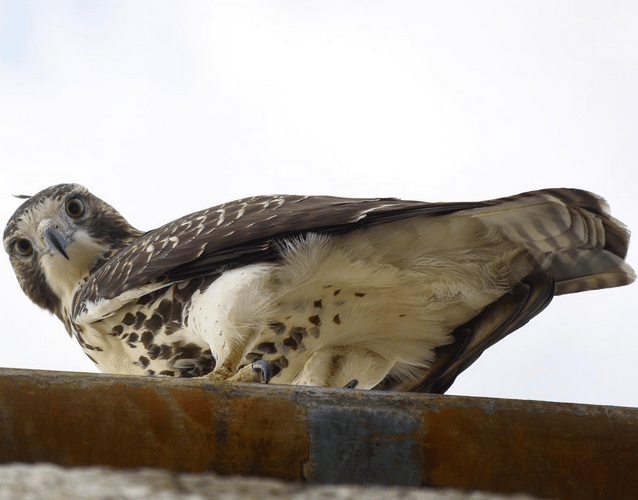 Photo Finish: Fowl And Free