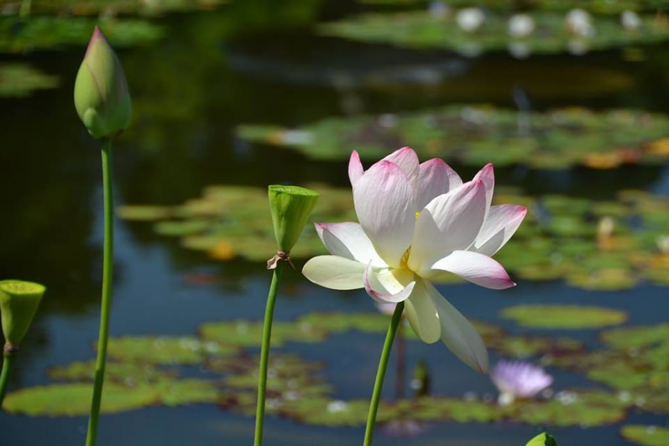 Photo Finish: Sacred Lotus In Bloom