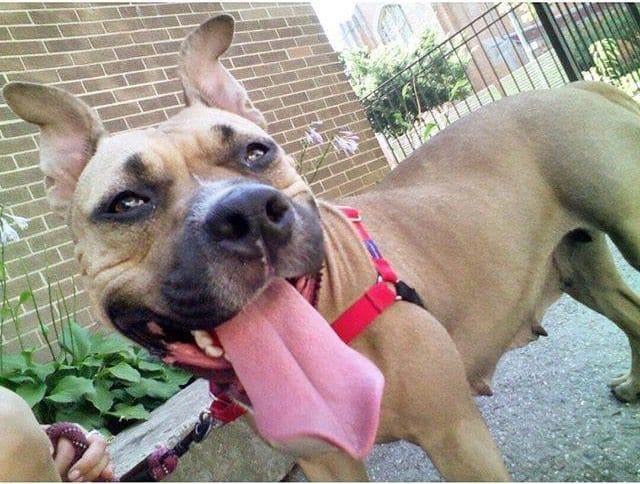 Adoptable Pet Of The Week: Thundra The Dog