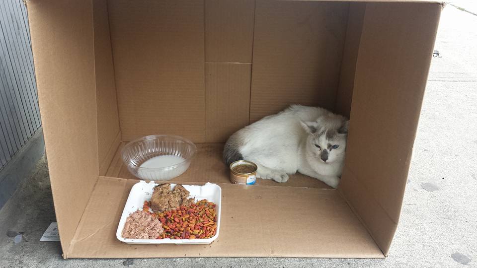 Cat Found Living In A Box On 18th Avenue & E. 4th Street