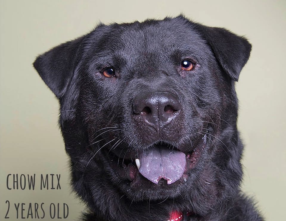 Adoptable Pet Of The Week: Bear The Dog