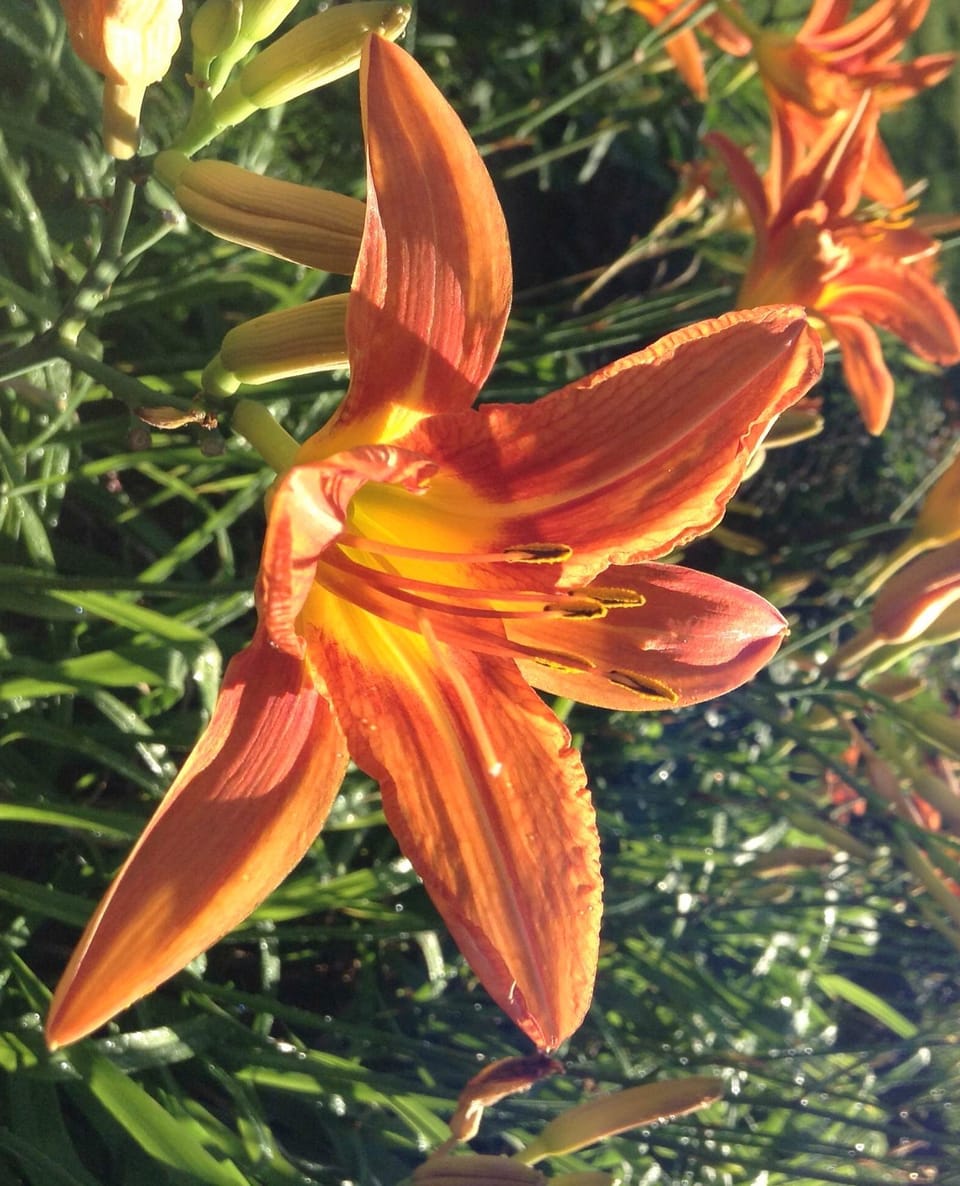 Photo Of The Day: Lilies