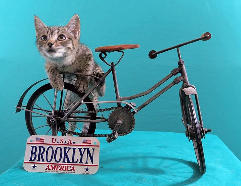 Week In Review: A Cat Cafe Is Coming, More Cops For The 88Pct, MS 596 Is In Danger, And More